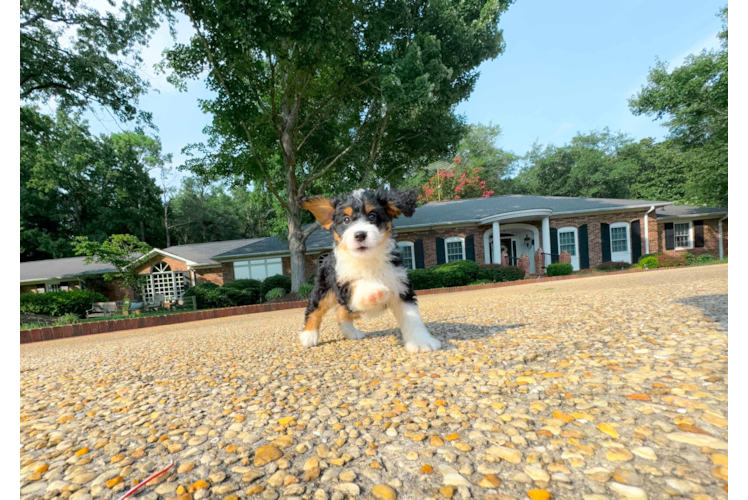 Cute Bernadoodle Poodle Mix Puppy