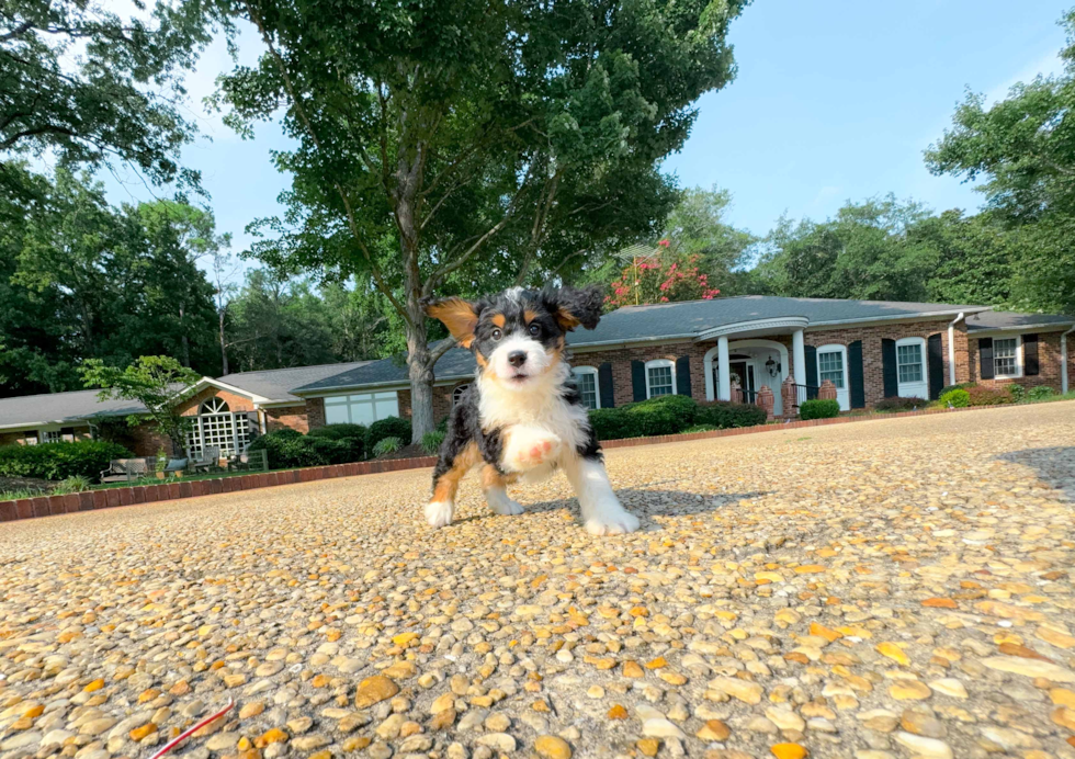 Cute Bernadoodle Poodle Mix Puppy