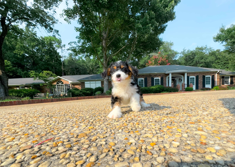 Mini Bernedoodle Pup Being Cute