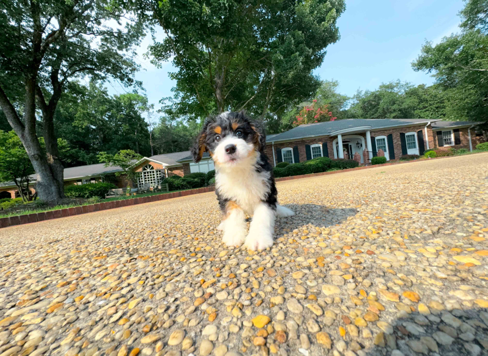 Mini Bernedoodle Pup Being Cute