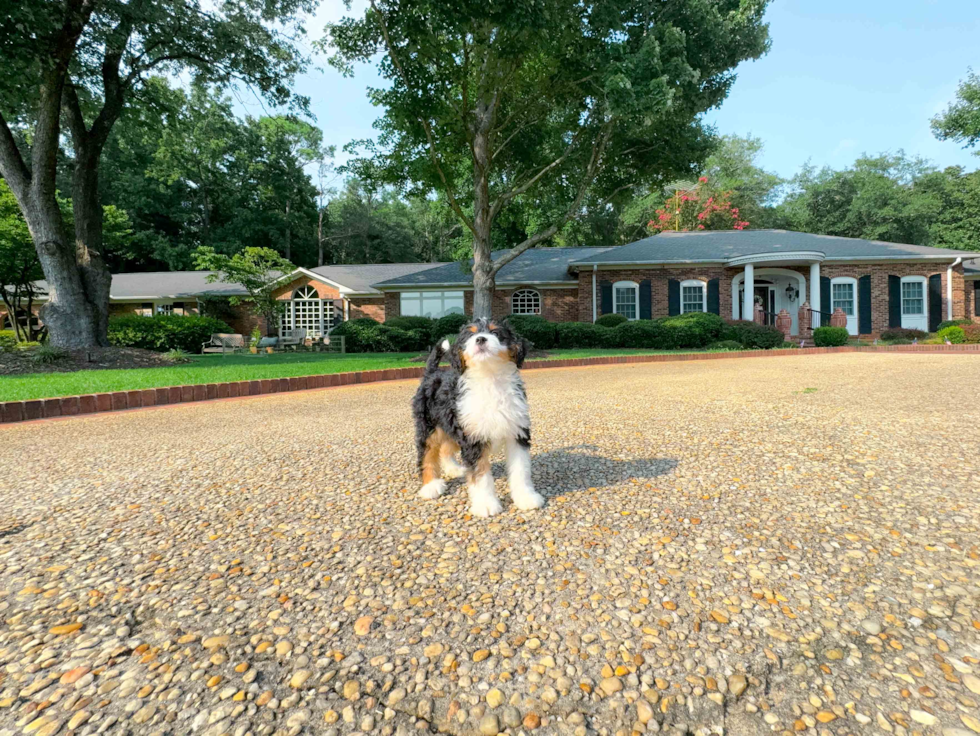 Mini Bernedoodle Pup Being Cute