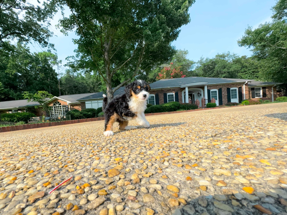 Mini Bernedoodle Puppy for Adoption