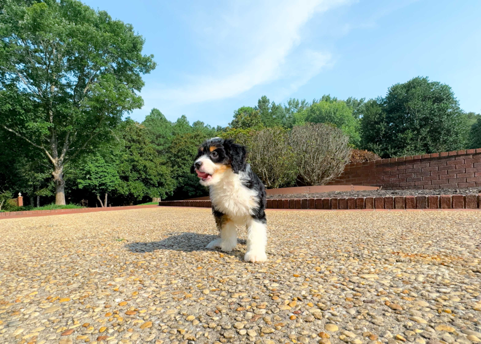 Cute Mini Bernedoodle Poodle Mix Pup