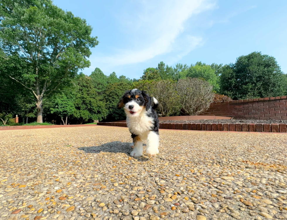 Mini Bernedoodle Pup Being Cute