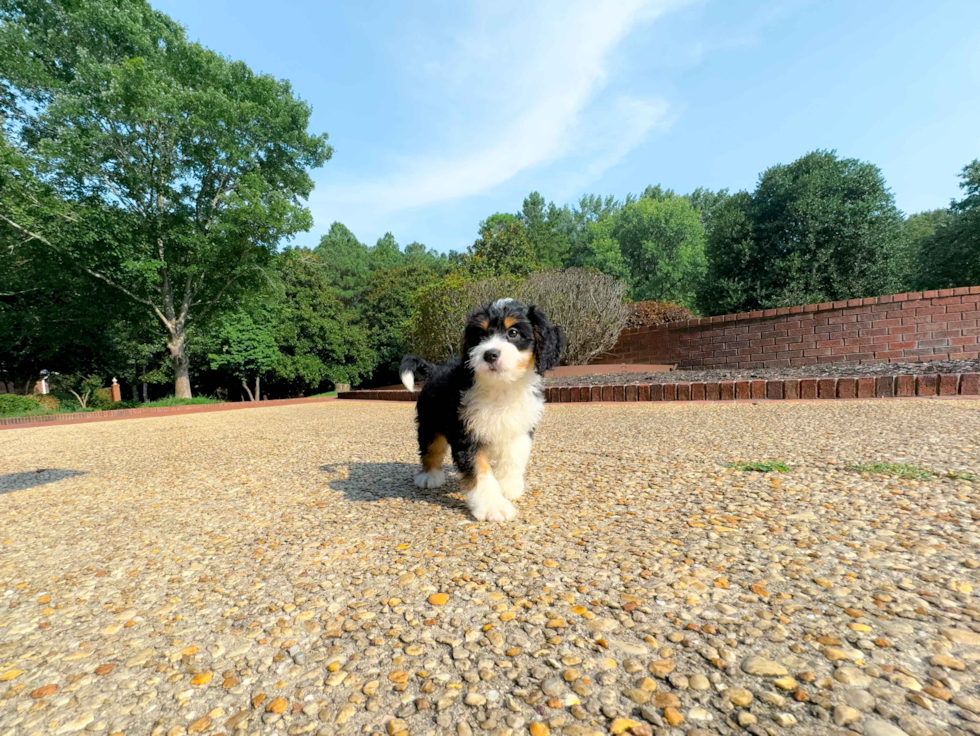 Cute Mini Bernesepoo Poodle Mix Puppy