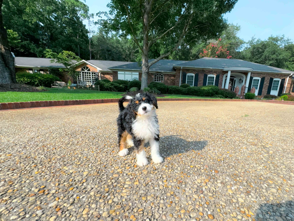 Cute Mini Bernedoodle Baby