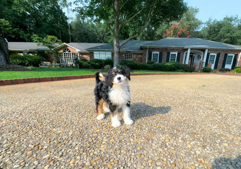 Cute Mini Bernedoodle Poodle Mix Pup