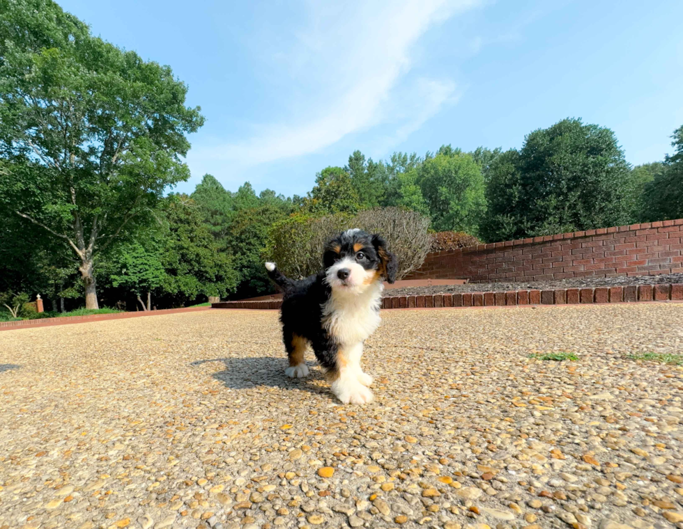 Cute Mini Bernedoodle Baby