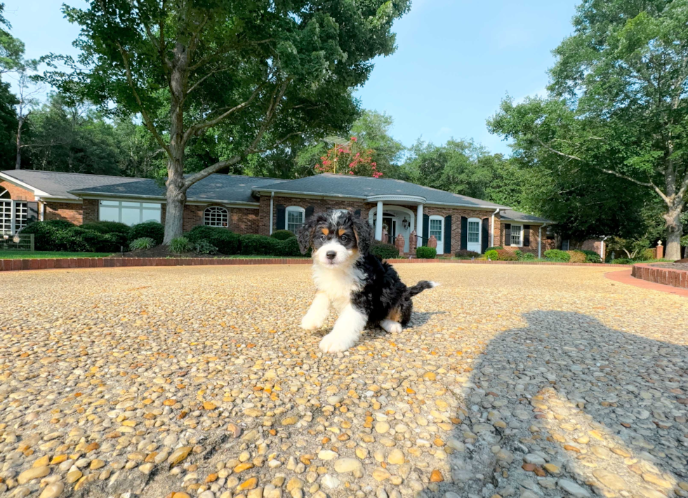 Cute Mini Bernedoodle Baby