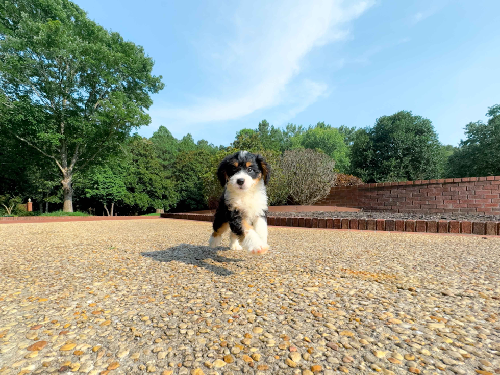 Cute Mini Bernesepoo Poodle Mix Puppy