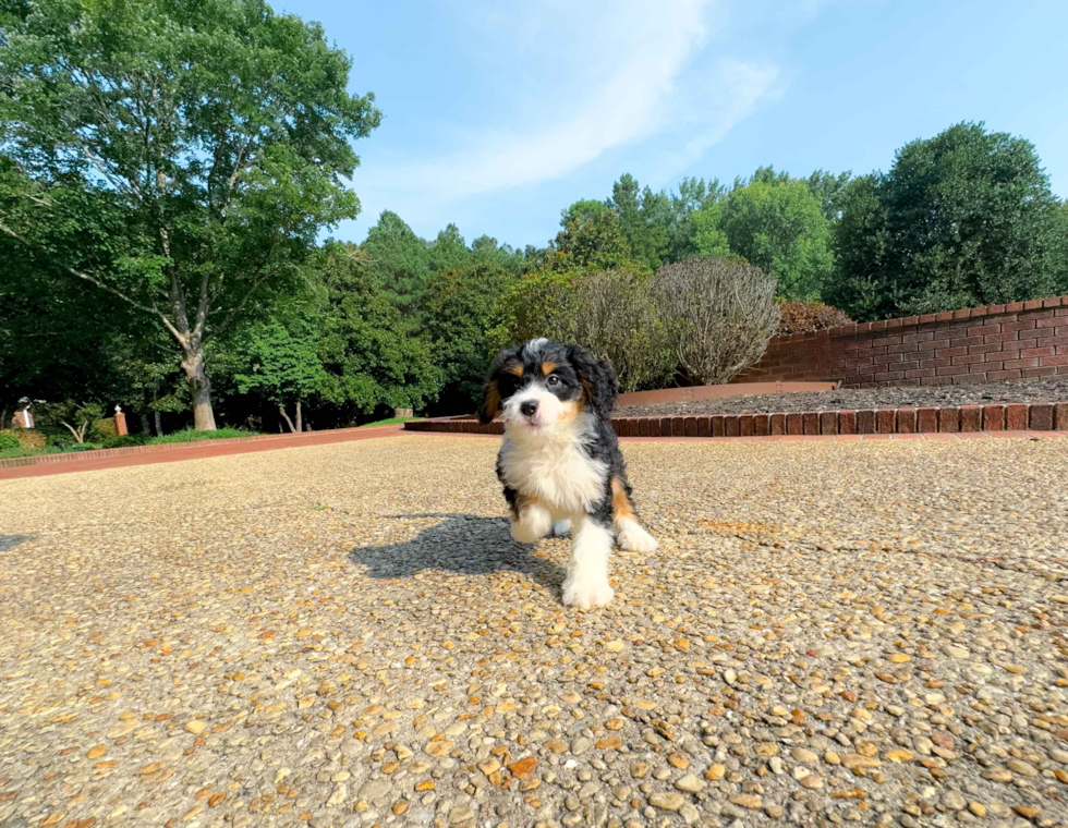 Mini Bernedoodle Puppy for Adoption