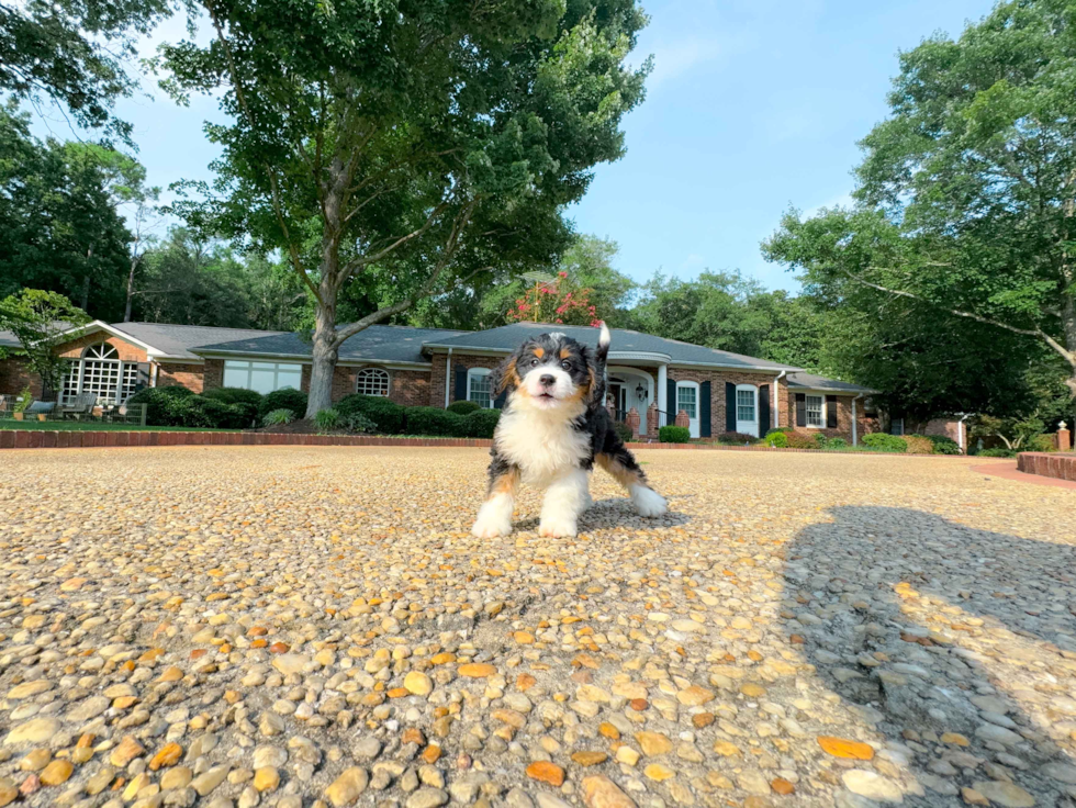 Best Mini Bernedoodle Baby