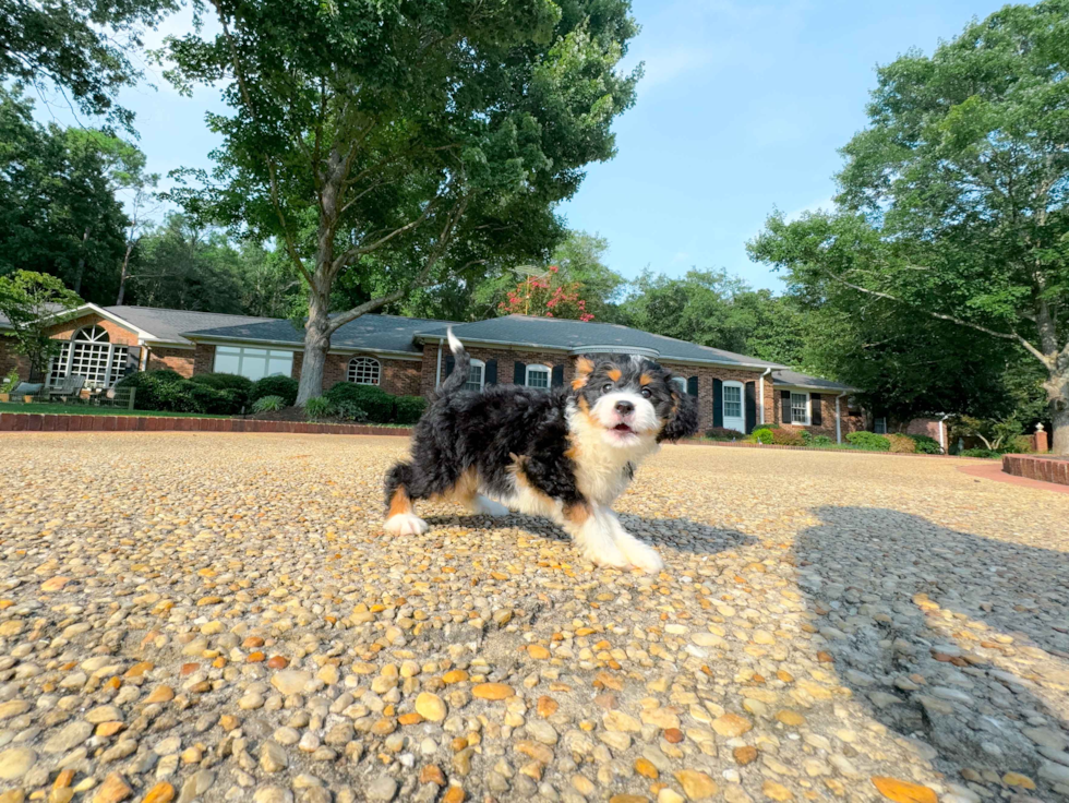 Best Mini Bernedoodle Baby