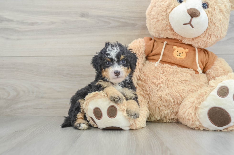 6 week old Mini Bernedoodle Puppy For Sale - Simply Southern Pups