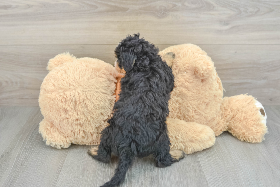 Cute Mini Bernedoodle Baby