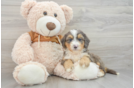 Fluffy Mini Bernedoodle Poodle Mix Pup