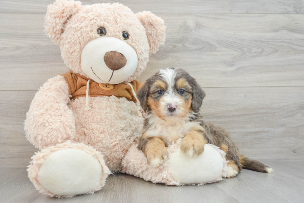 Fluffy Mini Bernedoodle Poodle Mix Pup