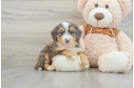 Mini Bernedoodle Pup Being Cute