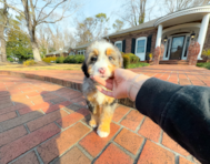 9 week old Mini Bernedoodle Puppy For Sale - Simply Southern Pups