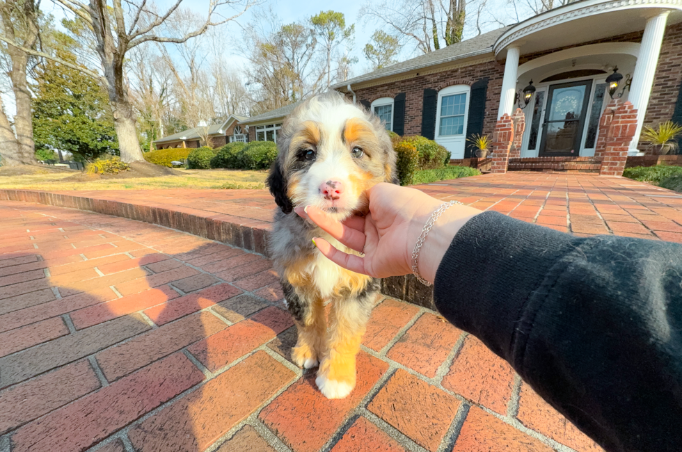 9 week old Mini Bernedoodle Puppy For Sale - Simply Southern Pups