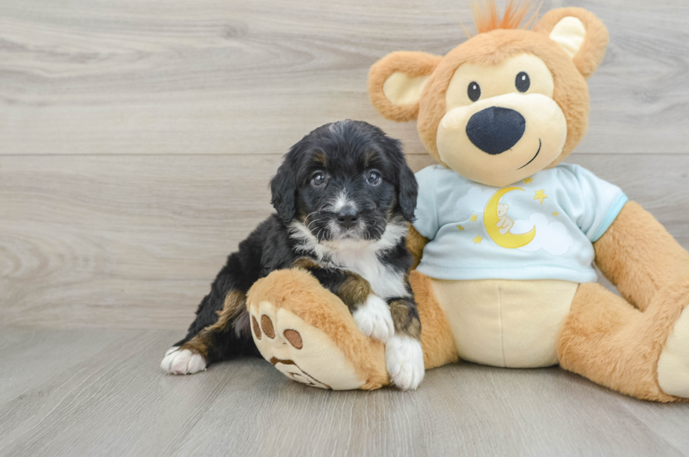 6 week old Mini Bernedoodle Puppy For Sale - Simply Southern Pups
