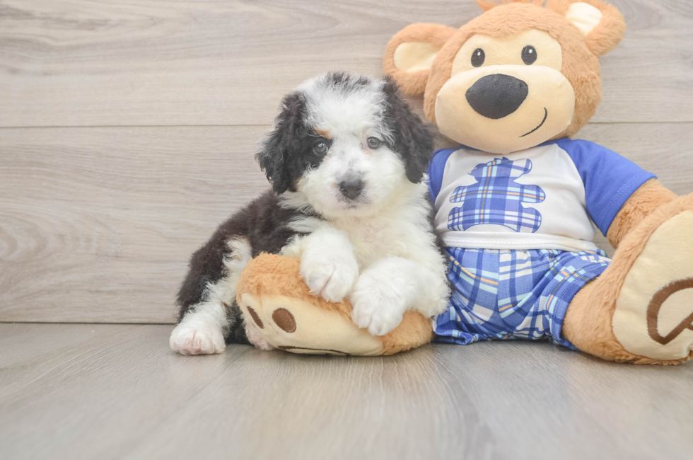 6 week old Mini Bernedoodle Puppy For Sale - Simply Southern Pups