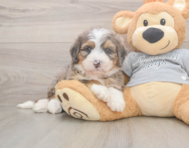 5 week old Mini Bernedoodle Puppy For Sale - Simply Southern Pups