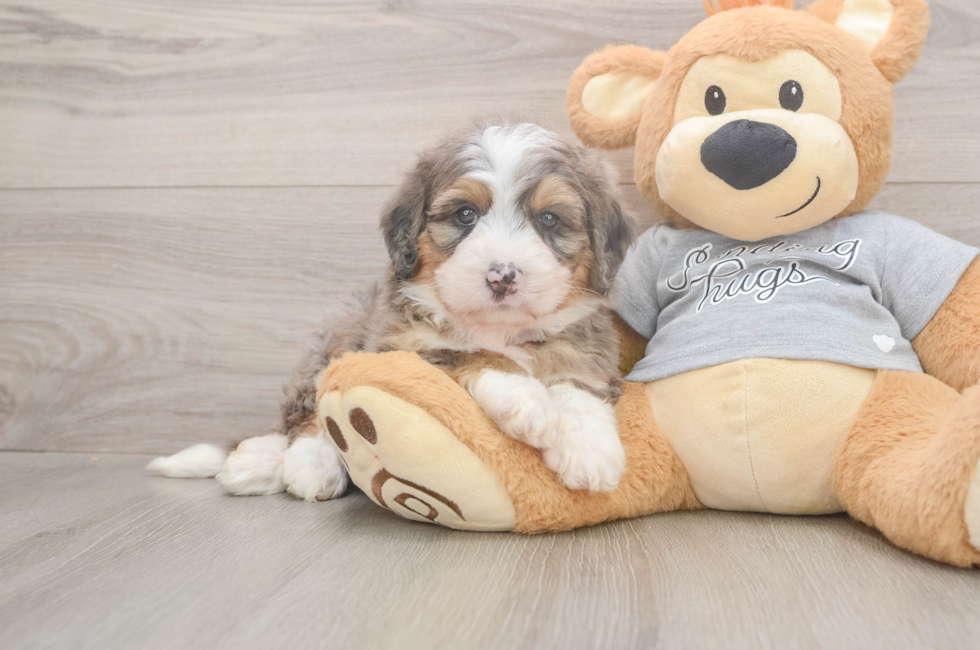 5 week old Mini Bernedoodle Puppy For Sale - Simply Southern Pups
