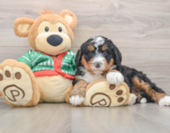 7 week old Mini Bernedoodle Puppy For Sale - Simply Southern Pups