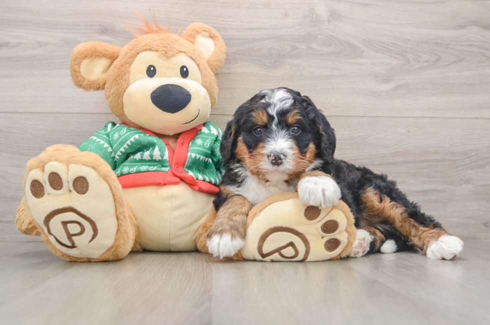 5 week old Mini Bernedoodle Puppy For Sale - Simply Southern Pups