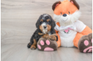 Smart Mini Bernedoodle Poodle Mix Pup