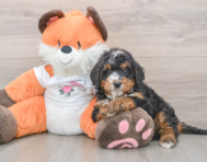 7 week old Mini Bernedoodle Puppy For Sale - Simply Southern Pups