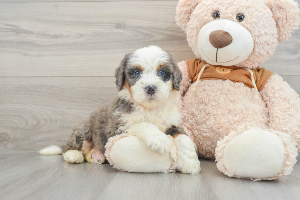 Friendly Mini Bernedoodle Baby