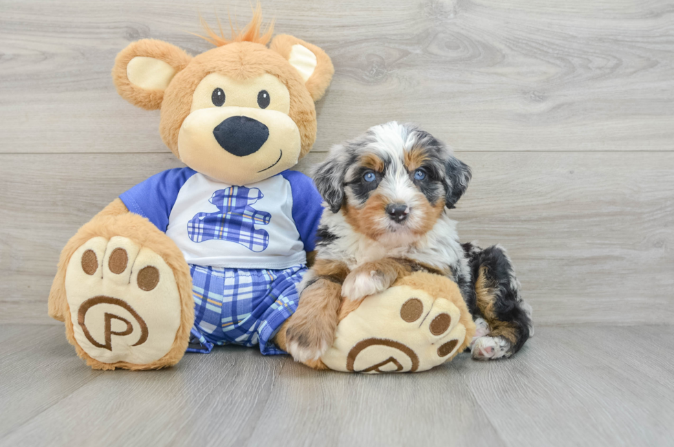 6 week old Mini Bernedoodle Puppy For Sale - Simply Southern Pups