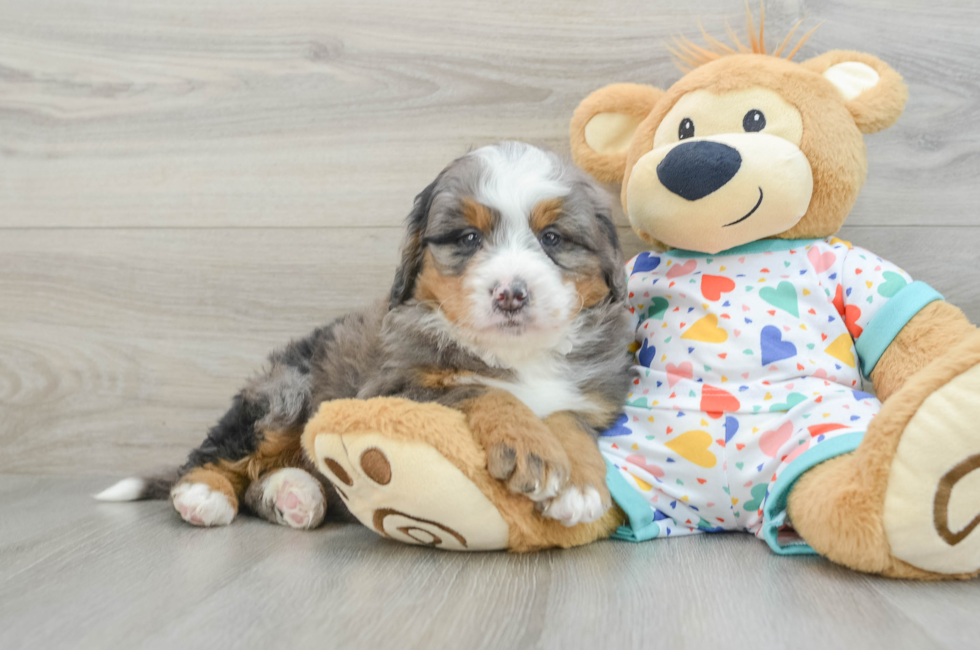 6 week old Mini Bernedoodle Puppy For Sale - Simply Southern Pups