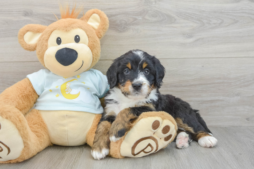 6 week old Mini Bernedoodle Puppy For Sale - Simply Southern Pups