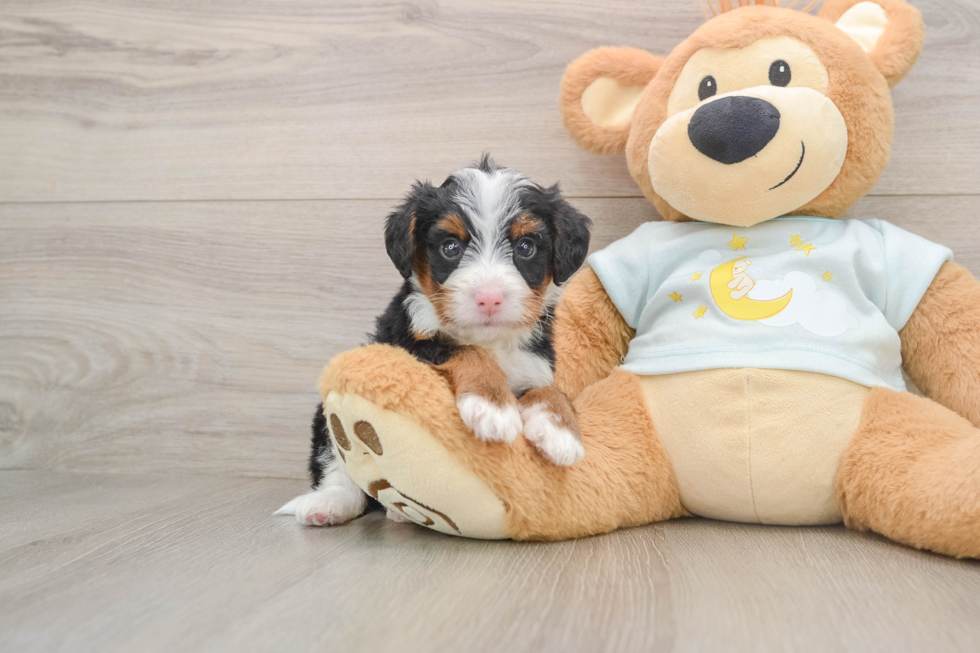 Little Mini Bernadoodle Poodle Mix Puppy