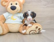 5 week old Mini Bernedoodle Puppy For Sale - Simply Southern Pups