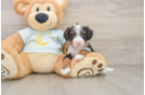 Mini Bernedoodle Puppy for Adoption