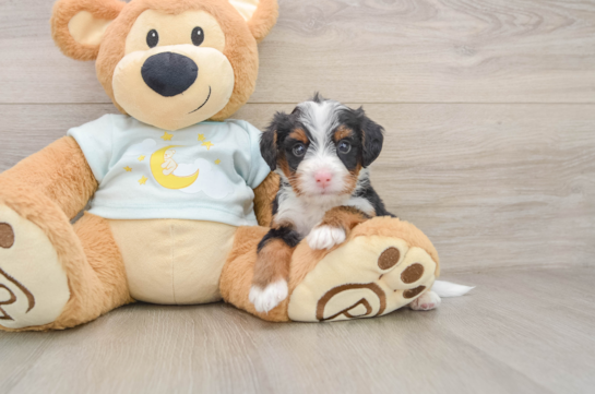 Mini Bernedoodle Puppy for Adoption
