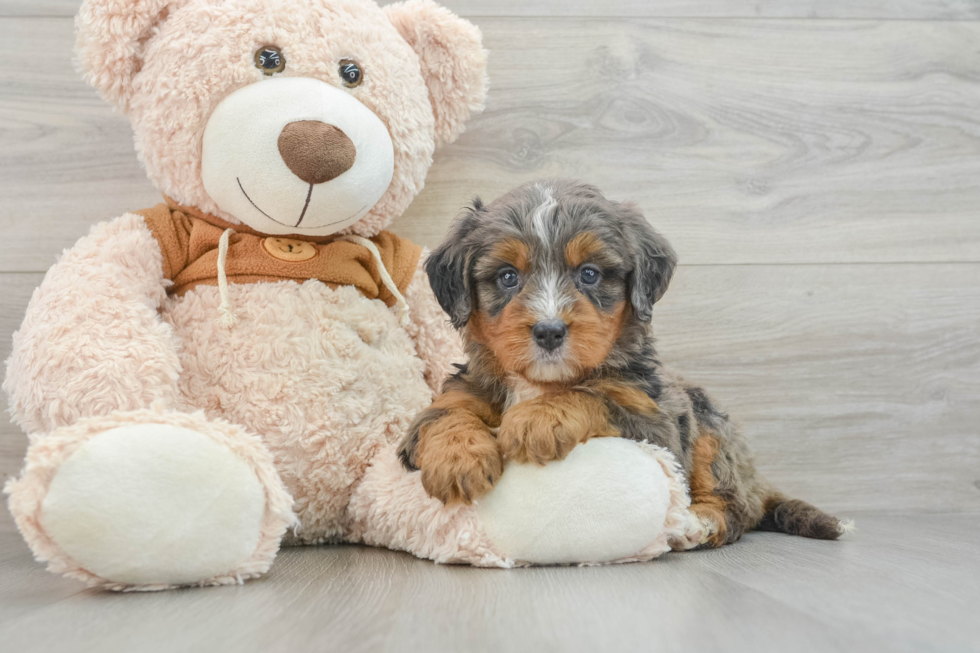 Best Mini Bernedoodle Baby