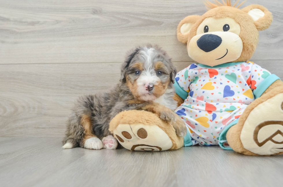 6 week old Mini Bernedoodle Puppy For Sale - Simply Southern Pups