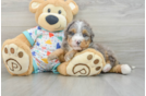 Popular Mini Bernedoodle Poodle Mix Pup