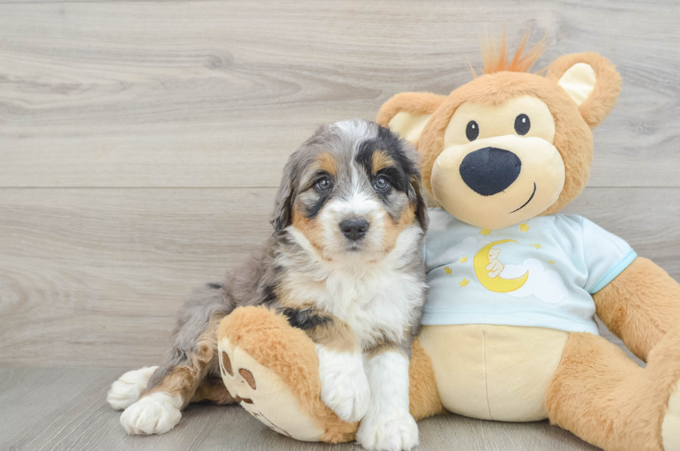 6 week old Mini Bernedoodle Puppy For Sale - Simply Southern Pups