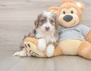 5 week old Mini Bernedoodle Puppy For Sale - Simply Southern Pups
