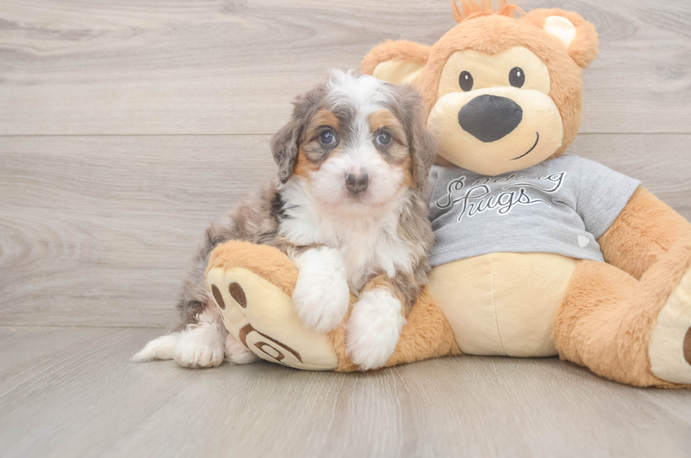 5 week old Mini Bernedoodle Puppy For Sale - Simply Southern Pups
