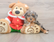 6 week old Mini Bernedoodle Puppy For Sale - Simply Southern Pups