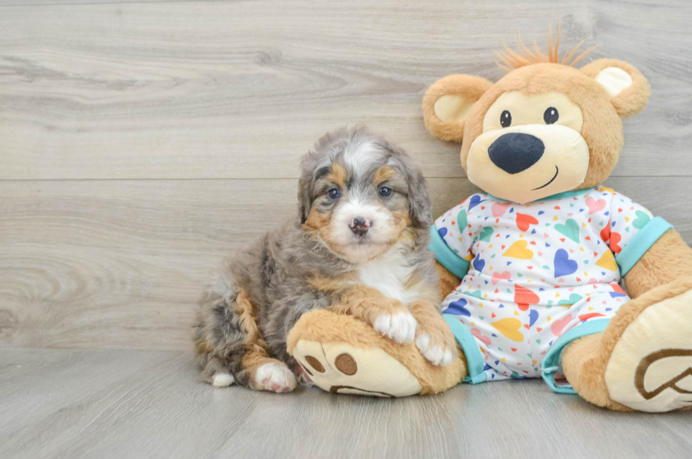 6 week old Mini Bernedoodle Puppy For Sale - Simply Southern Pups