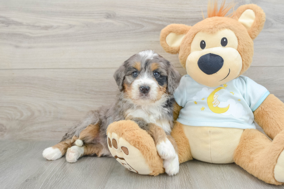 6 week old Mini Bernedoodle Puppy For Sale - Simply Southern Pups