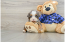 Funny Mini Bernedoodle Poodle Mix Pup